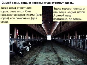Начнем зиму с «козы» (продолжение)