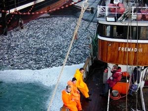 Проблемы рыбного промысла. Проблемы рыбного промысла.