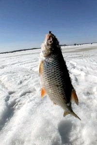 Стоит ли стараться вытащить всю рыбу из «золотой» лунки?