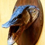 Ловля щуки.Глубоководья.
